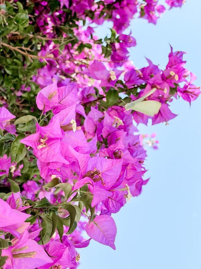 Avli Studios نيدري المظهر الخارجي الصورة