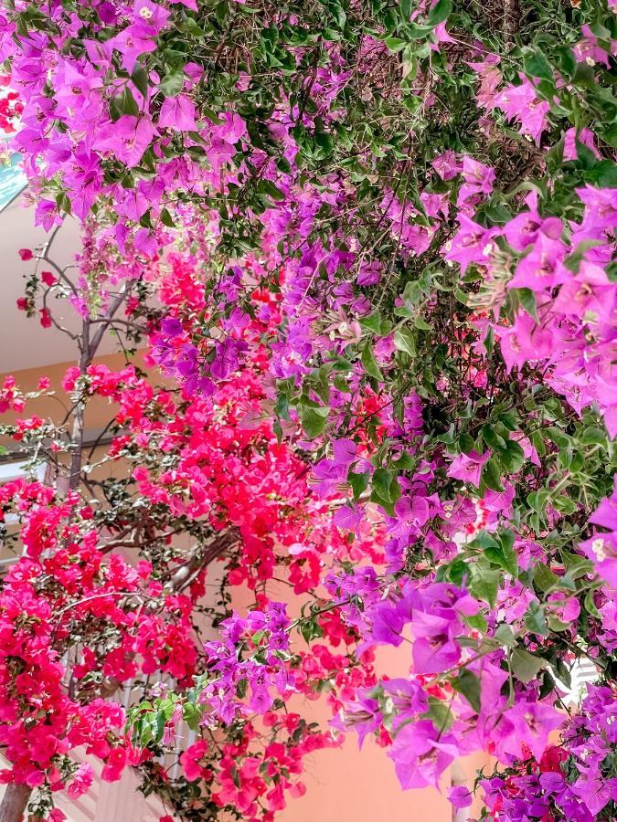 Avli Studios نيدري المظهر الخارجي الصورة